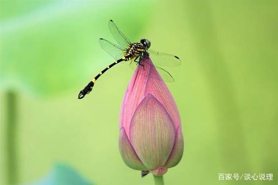 说明:https://pics6.baidu.com/feed/48540923dd54564e5861ca6fba6c2986d0584f92.jpeg?token=40724a5344b6cad2c8d6702b6ebeb332&s=78E3D85EDD026355584C026D0300E074